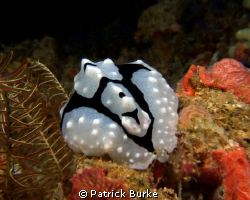 Phyllidiopsis Shireenae looking like Thanksgiving Day feast. by Patrick Burke 